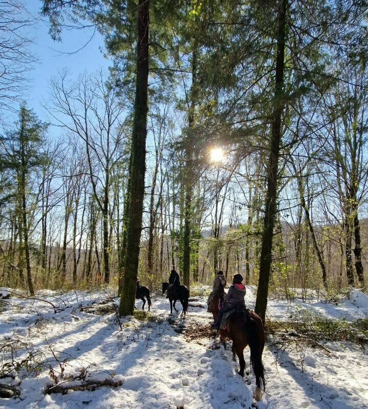 Кавалер кинг-чарльз-спаниель