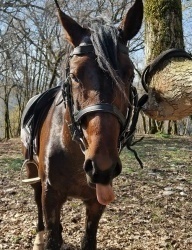 Кавалер кинг-чарльз-спаниель